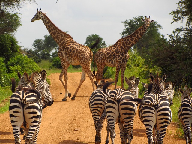 My trip adevrure-zebras