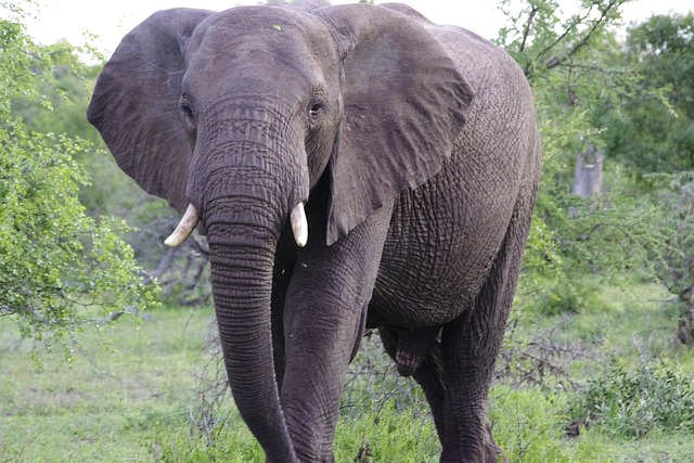 elephant selous