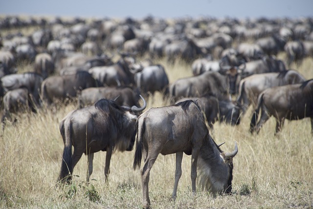 serengeti migration