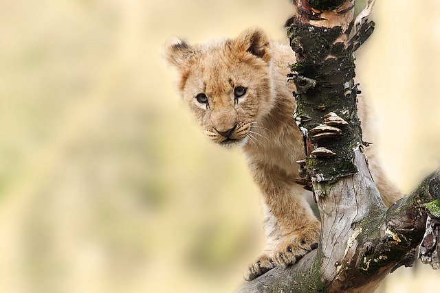 tree climbing lion -tanzania safari my trip adventure