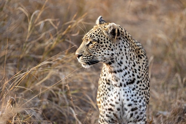 leopard